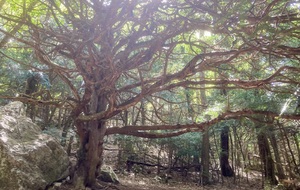 PLAN D'AUPS - STE BAUME - BOUCLE SENTIER MERVEILLEUX